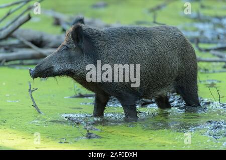 Il cinghiale Sus scrofa, nella piscina di fango Foto Stock