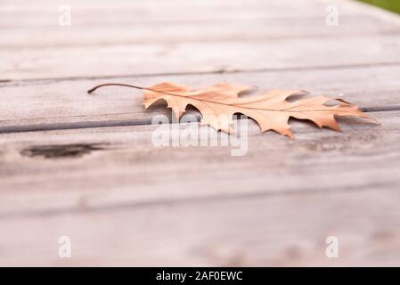 Lascia sul banco di lavoro. Acero e foglie di castagno sul banco di lavoro. Dettagli del parco d'autunno. Foto Stock