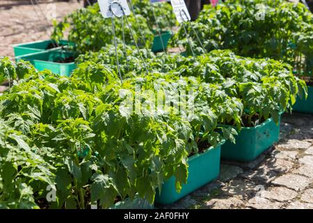 Le piantine di pomodoro in contenitori in vendita in outdoor mercato contadino Foto Stock