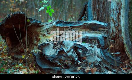 Dettaglio del nuovo impianto crescente al di fuori di un albero morto tronco Foto Stock