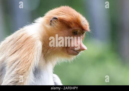 Proboscide scimmia a Labuk Bay proboscide Monkey Santuario Foto Stock