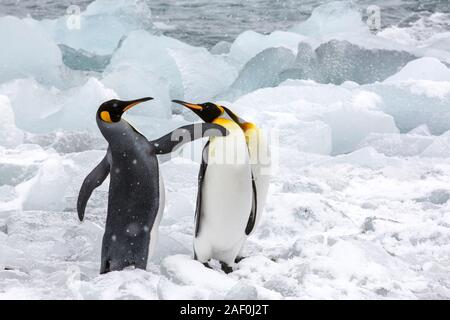 Re pinguini pinna combattimenti a Porto Oro, Georgia del Sud, Oceano Meridionale. Foto Stock