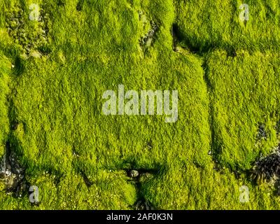 Muro di pietra pattern coperta di verde Alghe, natura costiera la configurazione di sfondo Foto Stock