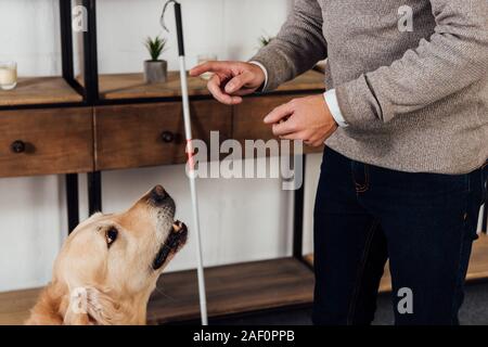 Vista ritagliata del cieco formazione golden retriever a casa Foto Stock