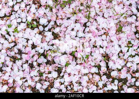 Rosa ciliegia petali di fiore sul terreno Foto Stock