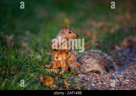 Uno Scoiattolo si erge sull'erba cercando curiosamente al lato in Ontario, Canada Foto Stock