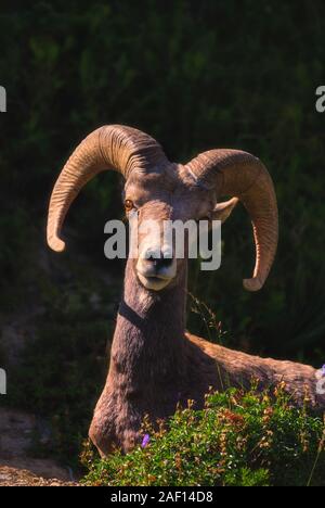 Ritratto di un grande cornuto pecore nel Parco Nazionale di Glacier, Montana, USA Foto Stock