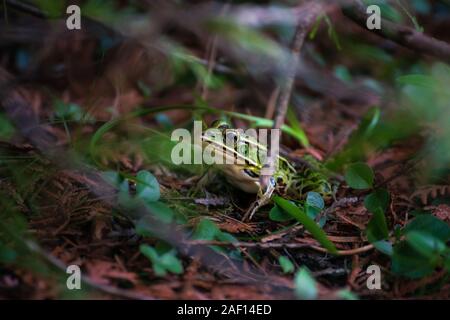 Leopard Frog sul terreno a cantare le sabbie in Bruce Peninsula National Park in Ontario, Canada Foto Stock
