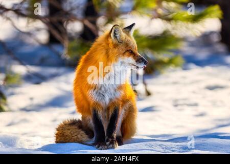 Questo accogliente Red Fox è stato soprannominato "uomo vecchio". Qui egli si siede nella neve con la sua lingua spuntavano in Algonquin parco provinciale di Ontario, Canada Foto Stock