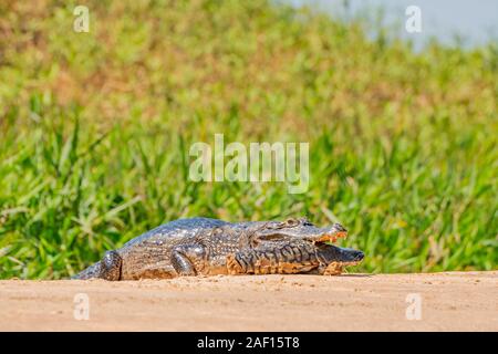 Caimano con la preda Foto Stock