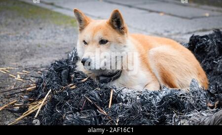 Dog sitter su falò con ceneri / Giapponese Shiba Inu cane di piccola taglia , sonno cane Animale solitario senzatetto inverno animali cane concetto Foto Stock