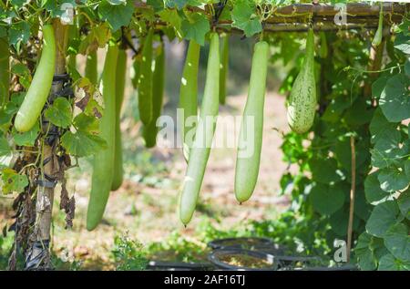 Verdure indiano lungo inverno zucca melone bottiglia / Calabash gourd o bottiglia gourd appeso sulla pianta di vite albero nel giardino Foto Stock