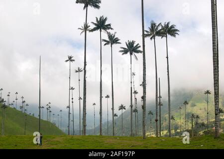 La Valle de Cocora (Cocora valley) vicino Salento in Colombia. Foto Stock