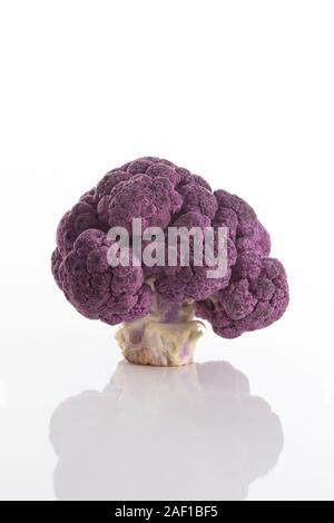 Fresco di broccoli viola senza foglie su una superficie bianca con sfondo bianco Foto Stock