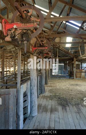 Il Lister ha pilotato, dieci stand impianto di taglio e versato in Western Queensland Foto Stock