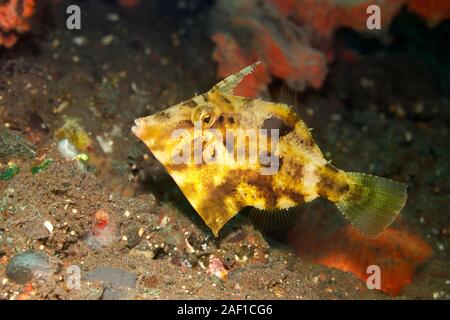 Bristle-Tail Filefish, Acreichthys tomentosus. Noto anche come piante fanerogame Filefish. Tulamben, Bali, Indonesia. Mare di Bali, Oceano Indiano Foto Stock
