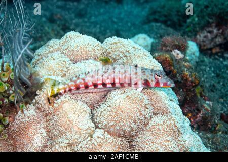 Femmina Sandperch retinato o Spotted Grubfish, Parapercis clathrata.Tulamben, Bali, Indonesia. Mare di Bali, Oceano Indiano Foto Stock