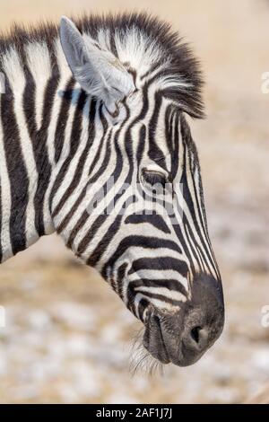 La Burchell zebra, comune zebra, Equus burchellii, pianure zebra, zebra, Equus quagga, testa dettaglio, il Parco Nazionale di Etosha, Namibia Foto Stock