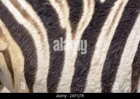 La Burchell zebra, comune zebra, Equus burchellii, pianure zebra, zebra, Equus quagga, dettaglio di strisce, il Parco Nazionale di Etosha, Namibia Foto Stock