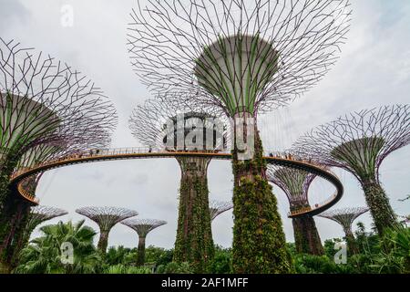Singapore - Lug 4, 2015. Supertree Grove in Marina Bay, Singapore. Il Supertree Grove si trova all'interno del vasto composto di giardini dall'alloggiamento. Foto Stock