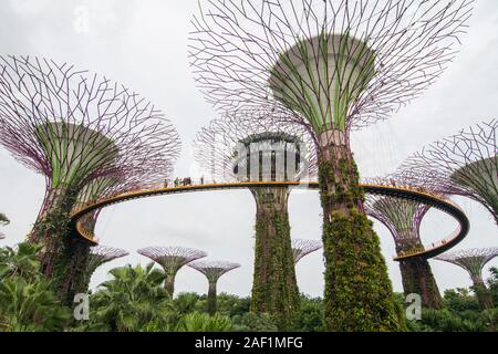 Singapore - Lug 4, 2015. Supertree Grove in Marina Bay, Singapore. Il Supertree Grove si trova all'interno del vasto composto di giardini dall'alloggiamento. Foto Stock