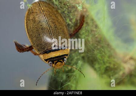 Diving beetle (Graphoderus zonatus) Foto Stock
