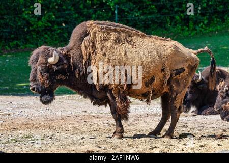 Bufalo americano noto come bisonti, Bos bison negli zoo Foto Stock