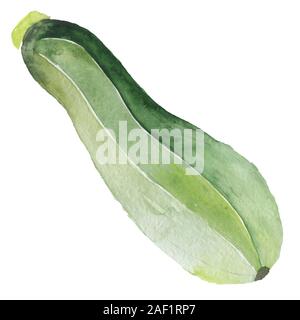 Zucchine Ortaggi. Verdure isolato squash. Disegno ad acquerello Foto Stock