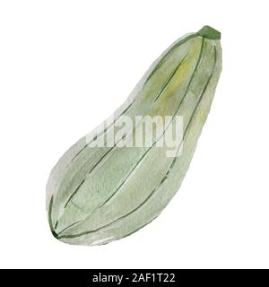 Zucchine Ortaggi. Verdure isolato squash. Disegno ad acquerello Foto Stock