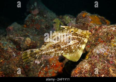 Strapweed filefish (Pseudomonacanthus macrurus), Banda mare, Indonesia Foto Stock