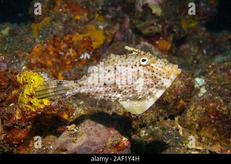 Strapweed filefish (Pseudomonacanthus macrurus), Banda mare, Indonesia Foto Stock