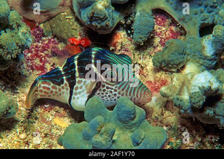 Nero-sellati Leatherjacket, Blacksaddle Filefish, nero-sellati toby (Canthigaster amboinensis), dormire, atollo di Ari, Maldive Foto Stock