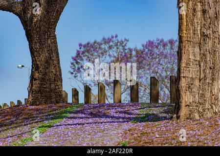 Un percorso di alberi di jacaranda e fiori Foto Stock