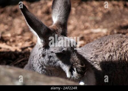 Sydney Australia, femmina canguro rosso recante sotto il sole Foto Stock