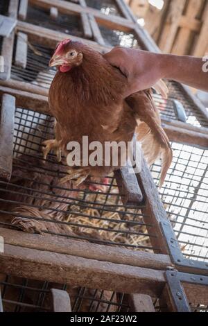 Buchy (Normandia, Francia settentrionale): hen per la vendita al mercato coperto. Questo tradizionale mercato normanno riunisce i prodotti agricoli locali e farm anim Foto Stock