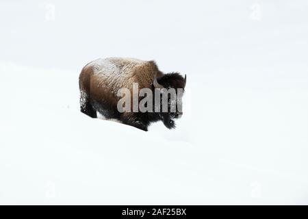 Bisonti americani / Amerikanischer ( Bison bison bison ), adulto, camminando attraverso la neve alta, il Parco Nazionale di Yellowstone, Wyoming negli Stati Uniti. Foto Stock