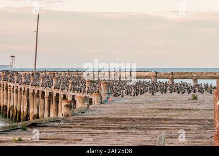 Molto grande gruppo di cormorani su un molo al tramonto Foto Stock