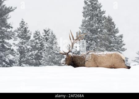 Elk / Wapiti ( Cervus canadensis ), Bull in inverno durante la nevicata, camminando attraverso la neve profonda, nel tipico ambiente circostante, Yellowstone NP, Wyoming,STATI UNITI D'AMERICA. Foto Stock