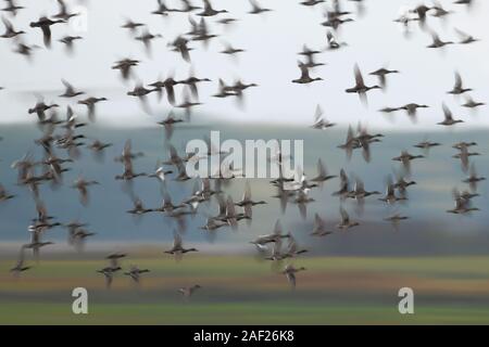 Anatre selvatiche, principalmente wigeons ( Mareca penelope ) e germani reali, densa gregge di anatre selvatiche in volo veloce, Dynamic shot, offuscata, fauna selvatica, l'Europa. Foto Stock