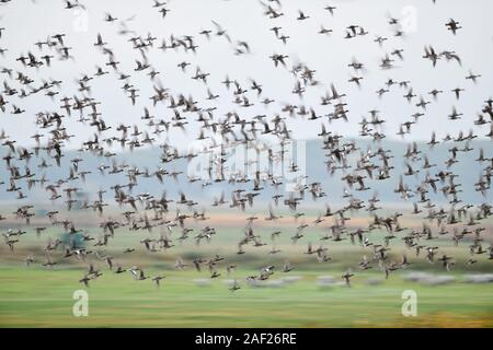 Anatre selvatiche, principalmente wigeons ( Mareca penelope ) e germani reali, densa gregge di anatre selvatiche in volo veloce su una palude, dynamic shot, offuscata, la fauna selvatica, Foto Stock