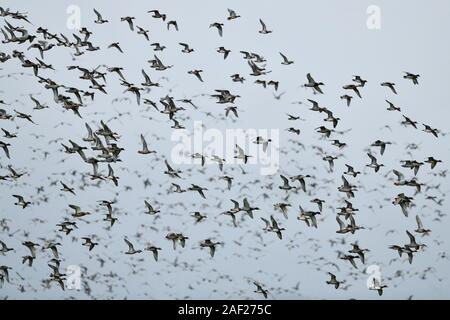 Anatre selvatiche, principalmente wigeons ( Mareca penelope ) e germani reali mescolati con alcuni dei codoni, densa gregge di anatre selvatiche in volo veloce, la fauna selvatica, l'Europa. Foto Stock