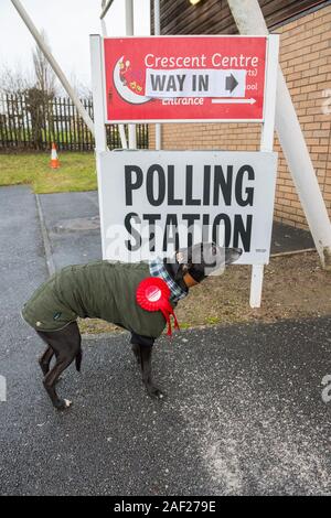 Mansfield, Nottinghamshire, Inghilterra, Regno Unito. 12th. Dicembre, 2019. Il whippet con casacca e Partito Laburista red rosette attende al di fuori di una stazione di polling su un freddo e umido del mattino. Credito: AlanBeastall/Alamy Live News Foto Stock