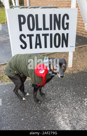 Mansfield, Nottinghamshire, Inghilterra, Regno Unito. 12th. Dicembre, 2019. Il whippet con casacca e Partito Laburista red rosette attende al di fuori di una stazione di polling su un freddo e umido del mattino. Credito: AlanBeastall/Alamy Live News Foto Stock