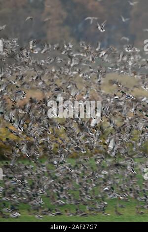 Anatre selvatiche, principalmente germani reali e wigeons, miscelati con alcuni dei codoni, densa gregge di anatre selvatiche di decollare da marchland, dynamic shot, offuscata, wild Foto Stock