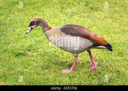 Oca egiziana (Alopochen aegyptiaca) camminando su un prato, Sud Africa Foto Stock