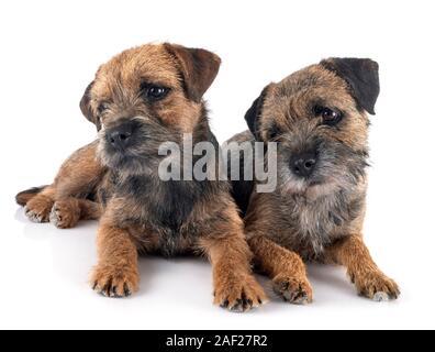 Border terrier davanti a uno sfondo bianco Foto Stock