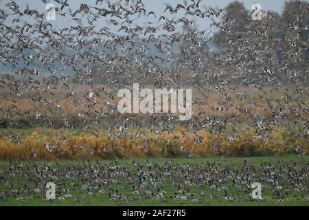 Anatre selvatiche, principalmente germani reali ( Mareca penelope ) e wigeons miscelati con alcuni dei codoni, densa gregge di anatre selvatiche di decollare, sollevamento nel caos, wildl Foto Stock