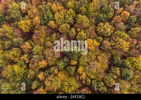 Alberi in autunno colori autunnali tree tops in autunno, antenna colpo di una foresta di alberi decidui, i colori della natura in autunno, Birds Eye View, l'Europa. Foto Stock