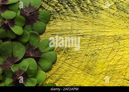 La foto mostra Lucky Clover bordo nero su giallo sullo sfondo di legno Foto Stock