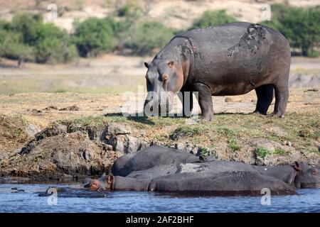 Ippopotamo di pascoli e di acqua nel fiume Okavango Delta dell'Okavango Chobe National Park Botswana Afirca Foto Stock